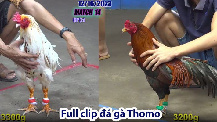 CPC4- TRẬN 14 | đá gà Thomo | 12/16/2023