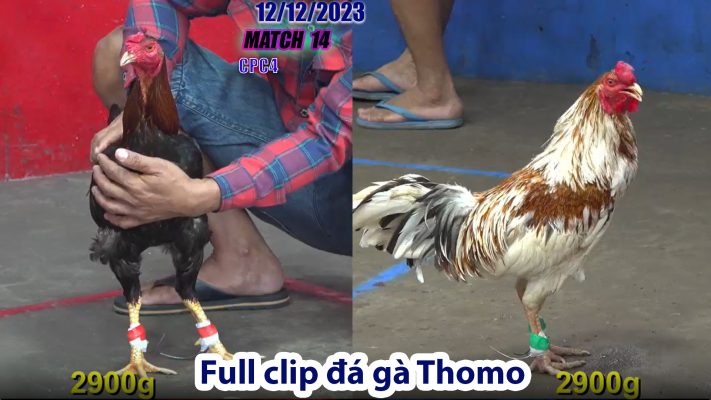 CPC4- TRẬN 14 | đá gà Thomo | 12/12/2023