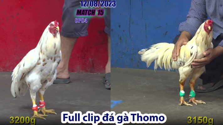 CPC4- TRẬN 15 | đá gà Thomo | 12/08/2023