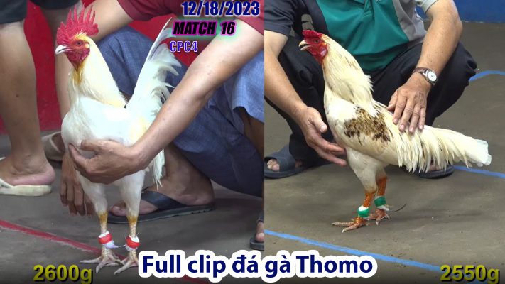 CPC4- TRẬN 16 | đá gà Thomo | 12/18/2023