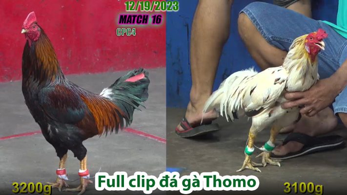 CPC4- TRẬN 16 | đá gà Thomo | 12/19/2023