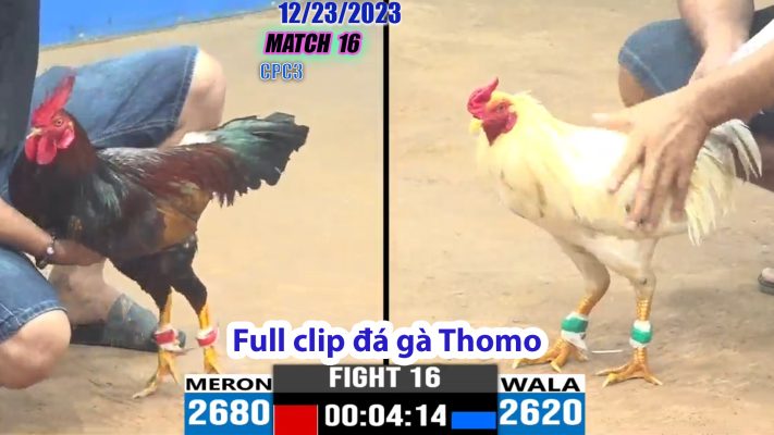 CPC3- TRẬN 16 | đá gà Thomo | 12/23/2023