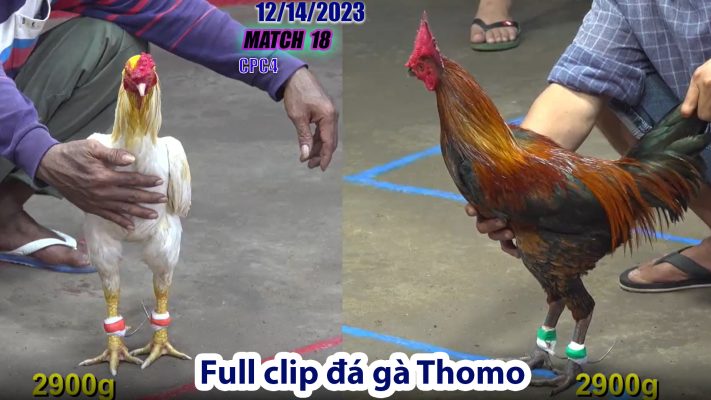 CPC4- TRẬN 18 | đá gà Thomo | 12/14/2023