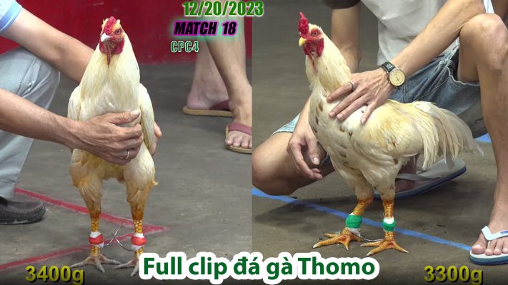 CPC4- TRẬN 18 | đá gà Thomo | 12/20/2023