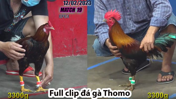 CPC4- TRẬN 19 | đá gà Thomo | 12/02/2023