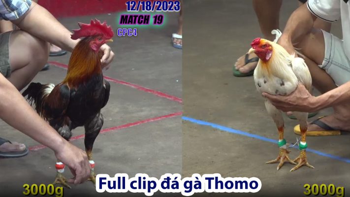 CPC4- TRẬN 19 | đá gà Thomo | 12/18/2023