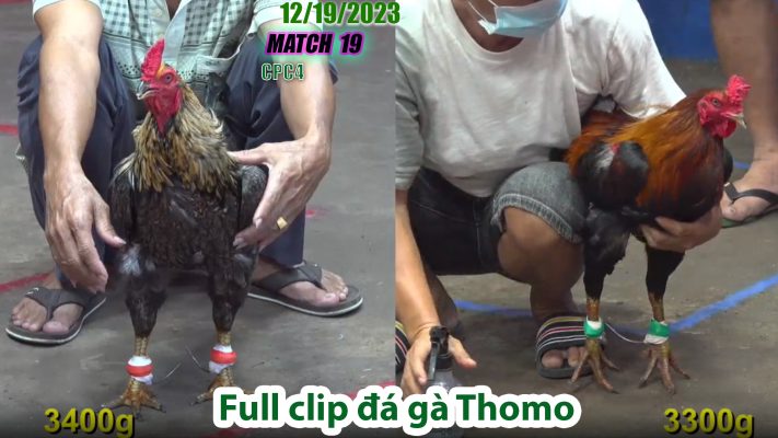 CPC4- TRẬN 19 | đá gà Thomo | 12/19/2023