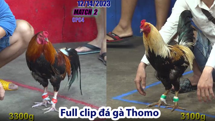 CPC4- TRẬN 2 | đá gà Thomo | 12/14/2023