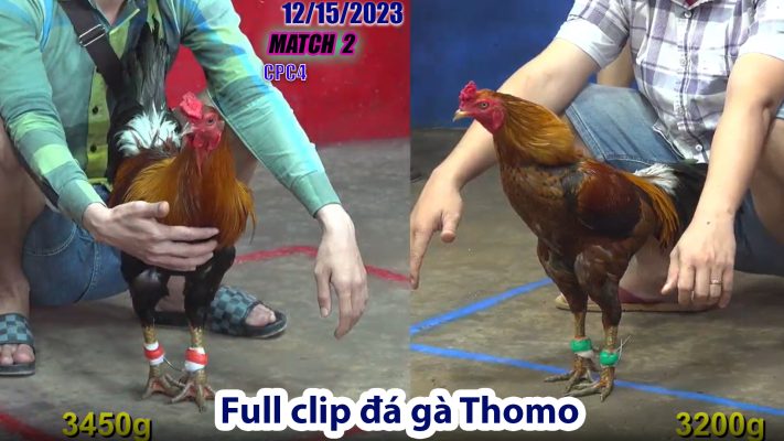 CPC4- TRẬN 2 | đá gà Thomo | 12/15/2023