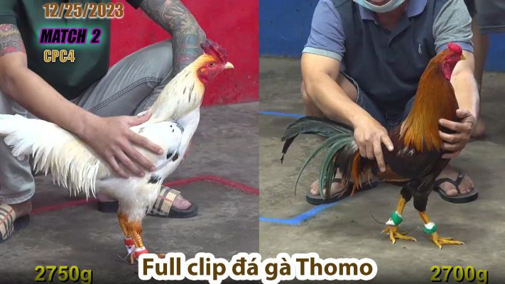 CPC4- TRẬN 2 | đá gà Thomo | 12/25/2023