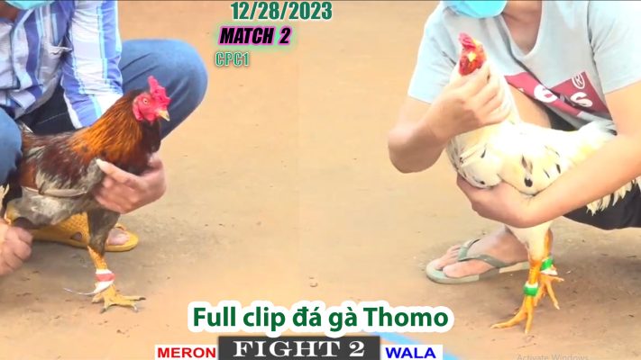 CPC1- TRẬN 2 | đá gà Thomo | 12/28/2023