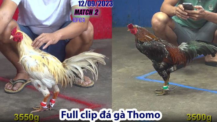 CPC4- TRẬN 2 | đá gà Thomo | 12/09/2023