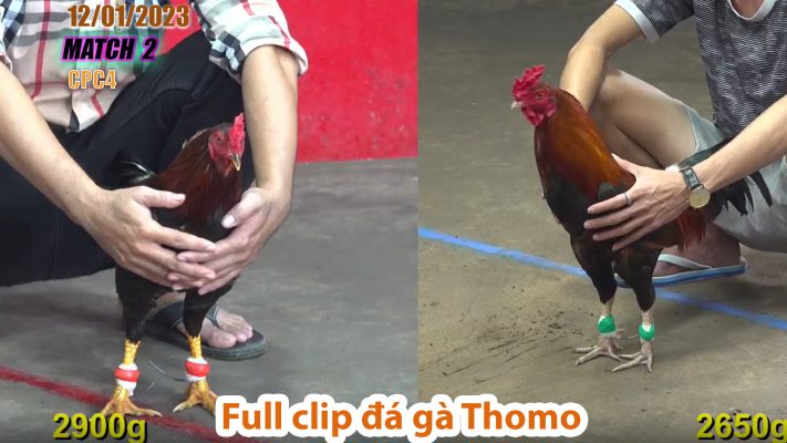 CPC4- TRẬN 2 | đá gà Thomo | 12/01/2023