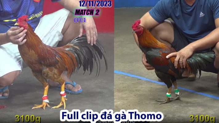 CPC4- TRẬN 2 | đá gà Thomo | 12/11/2023