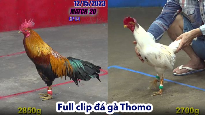 CPC4- TRẬN 20 | đá gà Thomo | 12/15/2023