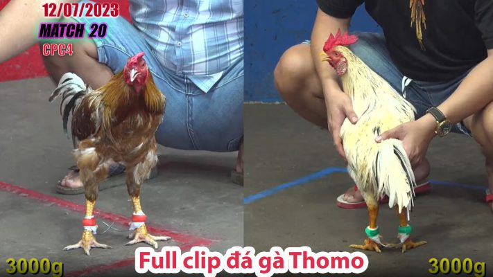 CPC4- TRẬN 20 | đá gà Thomo | 12/07/2023