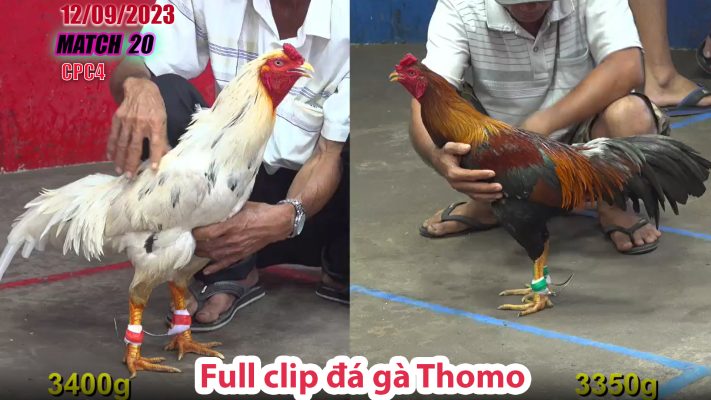 CPC4- TRẬN 20 | đá gà Thomo | 12/09/2023