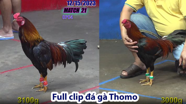 CPC4- TRẬN 21 | đá gà Thomo | 12/15/2023