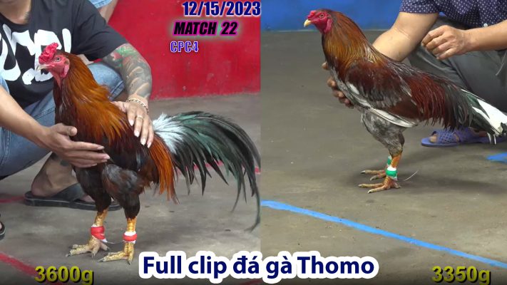 CPC4- TRẬN 22 | đá gà Thomo | 12/15/2023