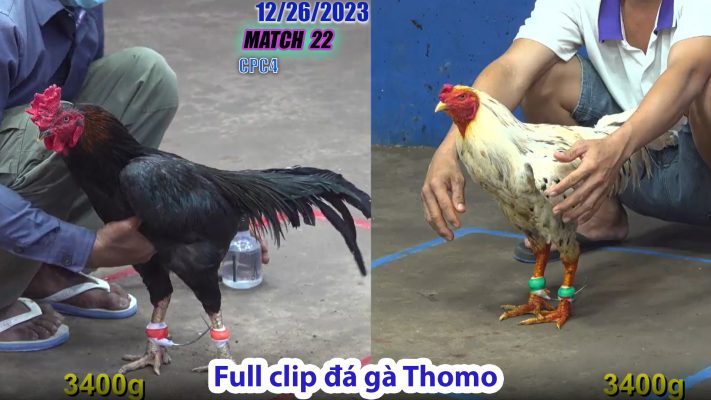 CPC4- TRẬN 22 | đá gà Thomo | 12/26/2023