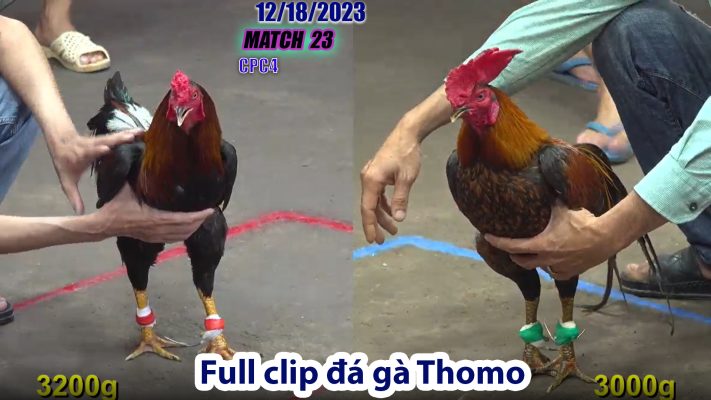 CPC4- TRẬN 23 | đá gà Thomo | 12/18/2023