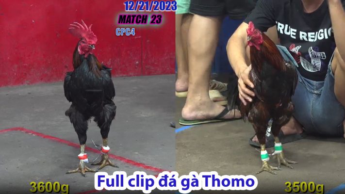 CPC4- TRẬN 23 | đá gà Thomo | 12/21/2023