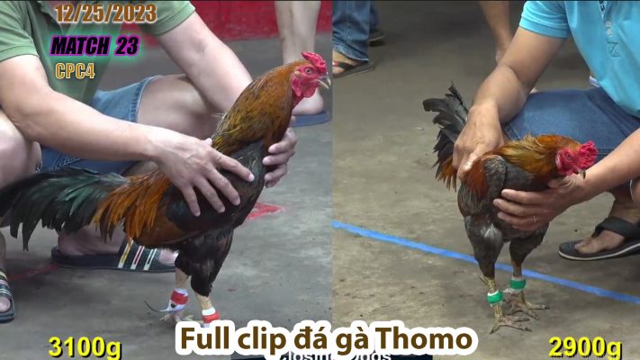 CPC4- TRẬN 23 | đá gà Thomo | 12/25/2023