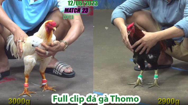 CPC4- TRẬN 23 | đá gà Thomo | 12/06/2023