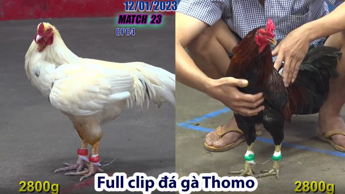 CPC4- TRẬN 23 | đá gà Thomo | 12/01/2023