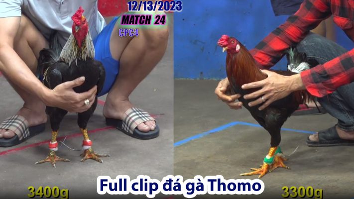 CPC4- TRẬN 24 | đá gà Thomo | 12/13/2023