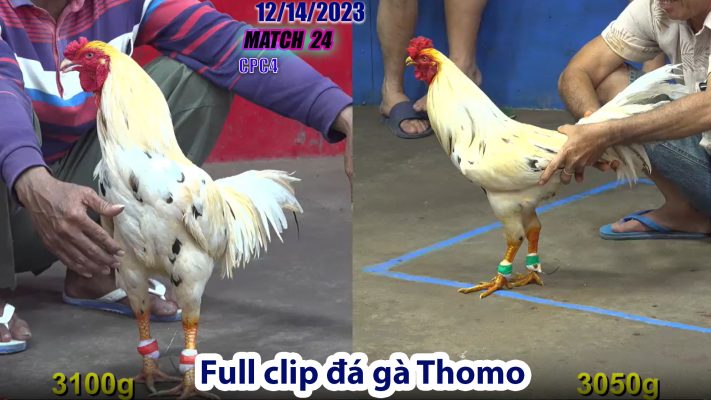 CPC4- TRẬN 24 | đá gà Thomo | 12/14/2023