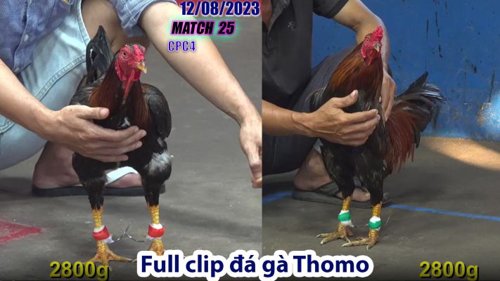 CPC4- TRẬN 25 | đá gà Thomo | 12/08/2023