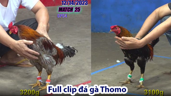 CPC4- TRẬN 25 | đá gà Thomo | 12/14/2023