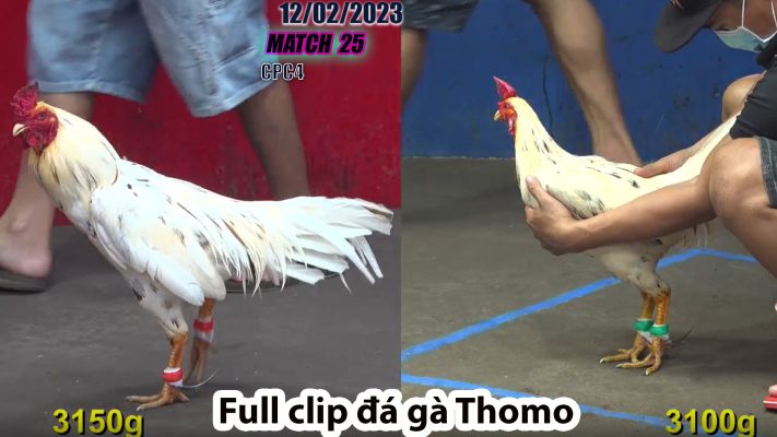 CPC4- TRẬN 25 | đá gà Thomo | 12/02/2023