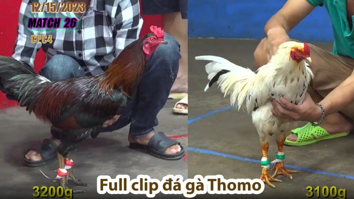 CPC4- TRẬN 26 | đá gà Thomo | 12/15/2023