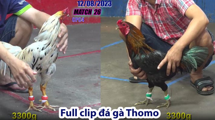 CPC4- TRẬN 26 | đá gà Thomo | 12/08/2023