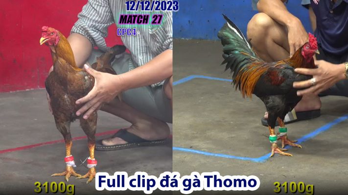 CPC4- TRẬN 27 | đá gà Thomo | 12/12/2023