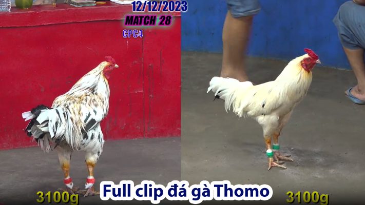 CPC4- TRẬN 28 | đá gà Thomo | 12/12/2023