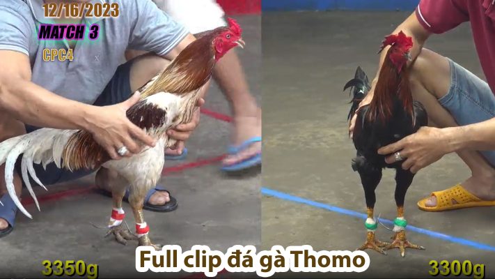 CPC4- TRẬN 3| đá gà Thomo | 12/16/2023