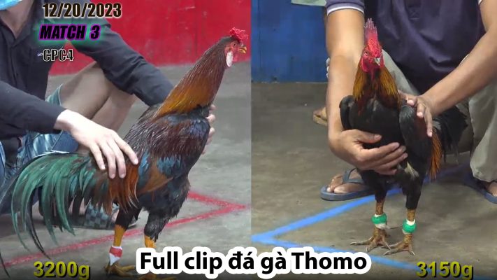 CPC4- TRẬN 3 | đá gà Thomo | 12/20/2023