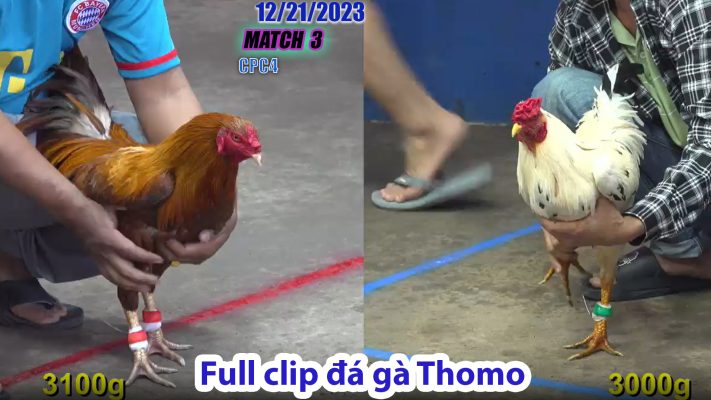 CPC4- TRẬN 3 | đá gà Thomo | 12/21/2023