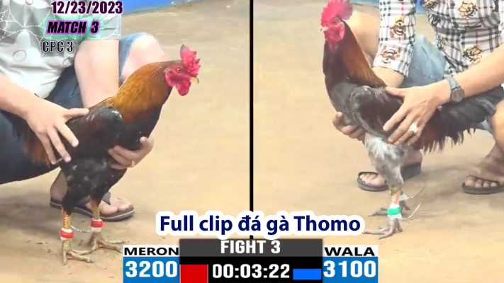 CPC3- TRẬN 3 | đá gà Thomo | 12/23/2023