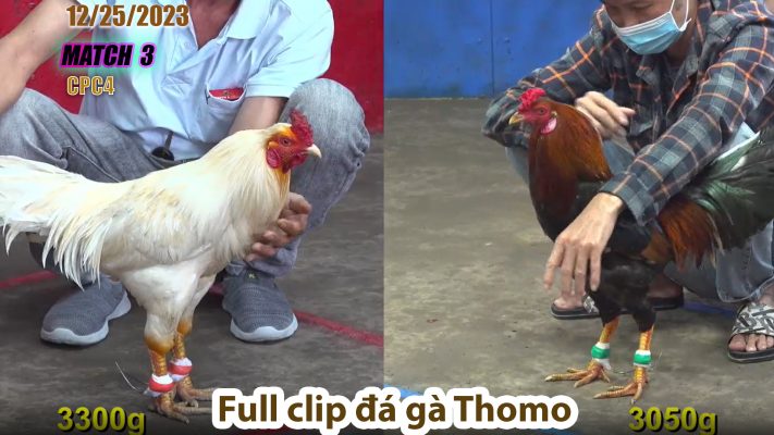 CPC4- TRẬN 3 | đá gà Thomo | 12/25/2023