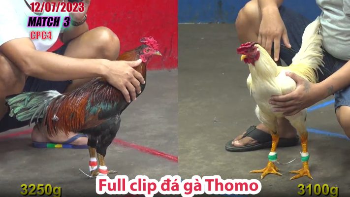 CPC4- TRẬN 3 | đá gà Thomo | 12/07/2023