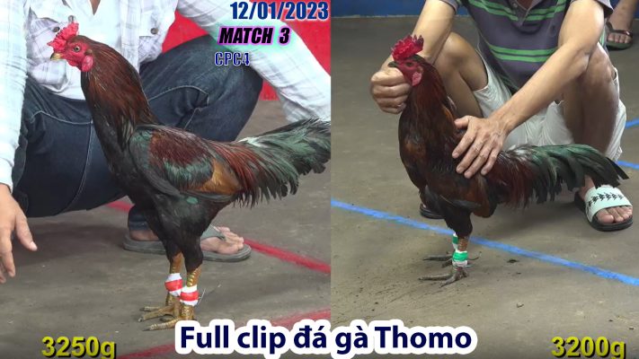 CPC4- TRẬN 3 | đá gà Thomo | 12/01/2023