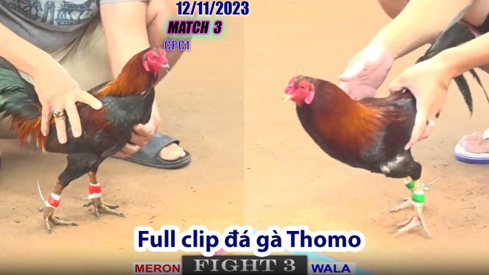 CPC1- TRẬN 3 | đá gà Thomo | 12/11/2023