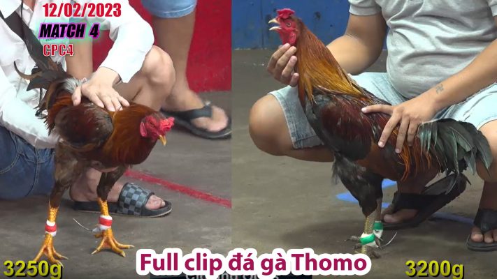 CPC4- TRẬN 4 | đá gà Thomo | 12/02/2023