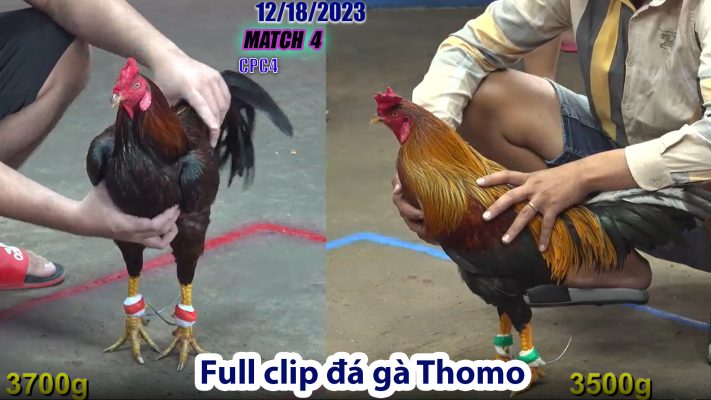 CPC4- TRẬN 4 | đá gà Thomo | 12/18/2023