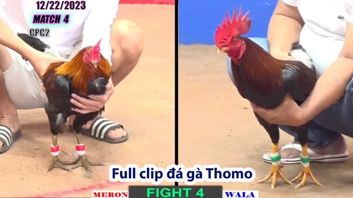 CPC2- TRẬN 4 | đá gà Thomo | 12/22/2023