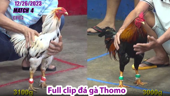 CPC4- TRẬN 4 | đá gà Thomo | 12/26/2023